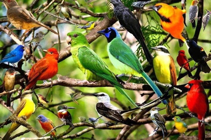 الخطر يهدد نصف طيور العالم